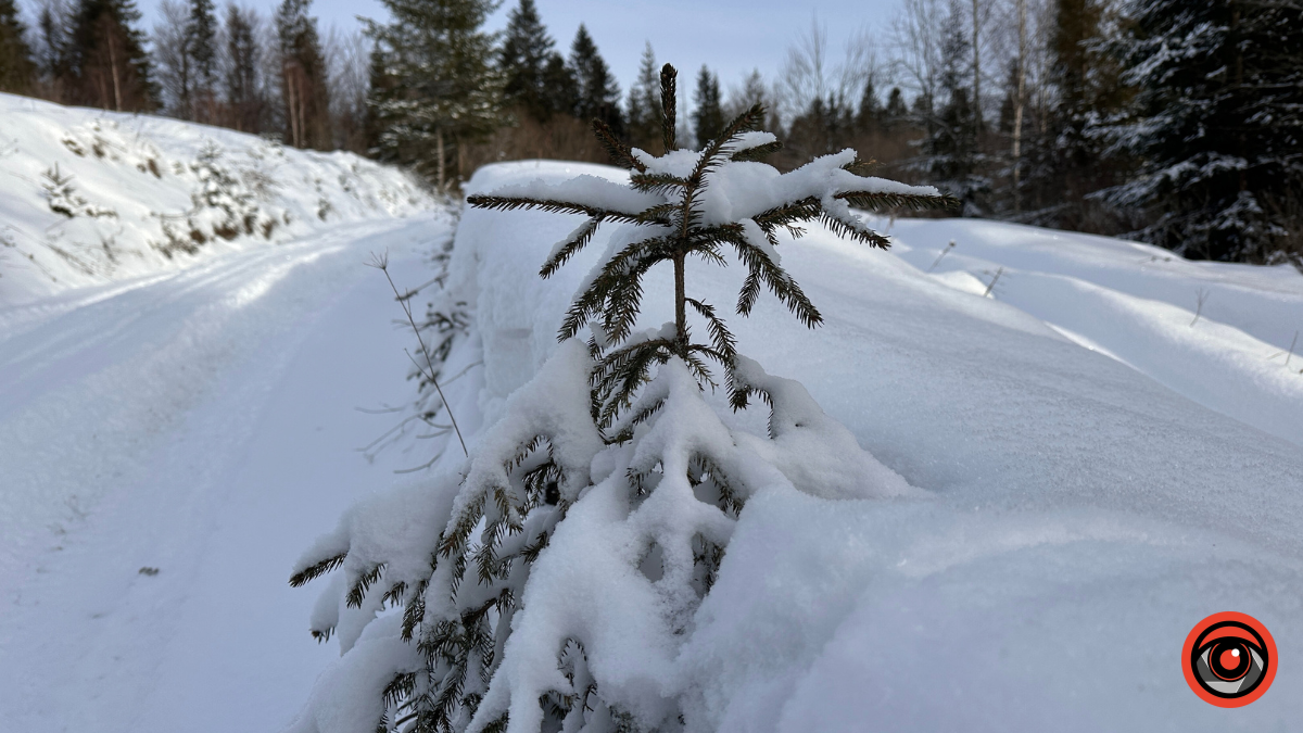Казка зимового лісу: фоторепортаж з Карпат 3
