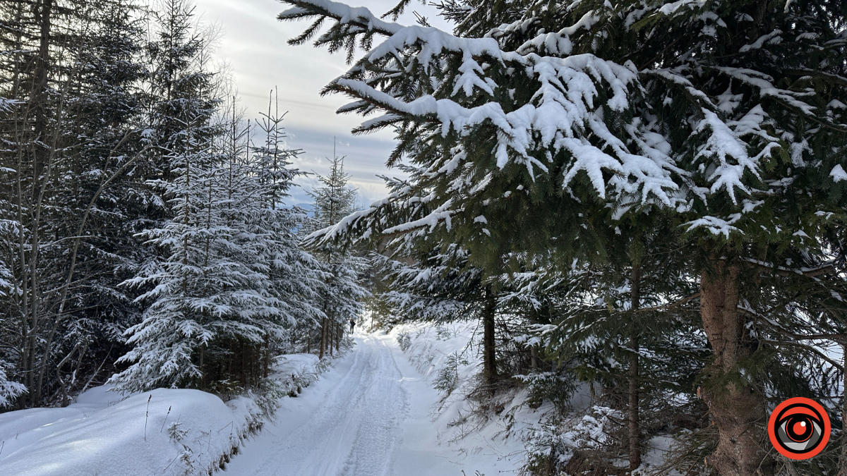 Казка зимового лісу: фоторепортаж з Карпат 4