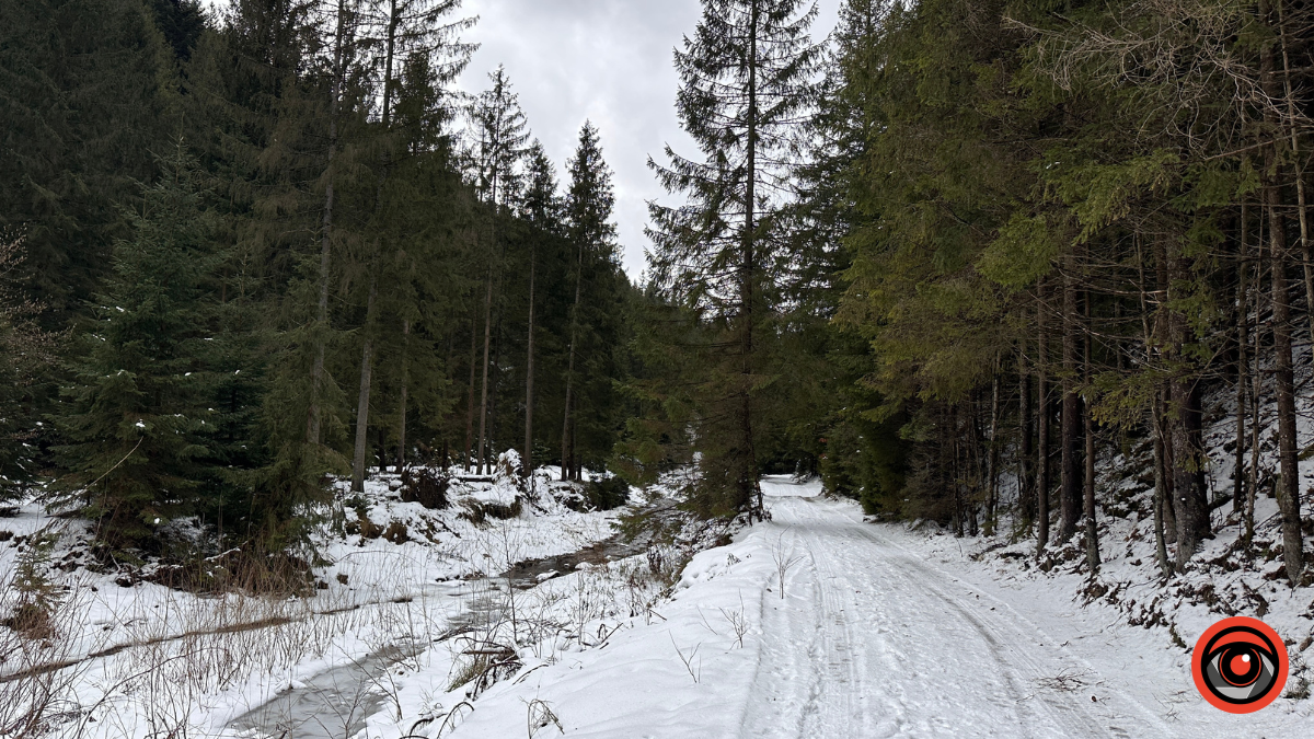 Казка зимового лісу: фоторепортаж з Карпат 5