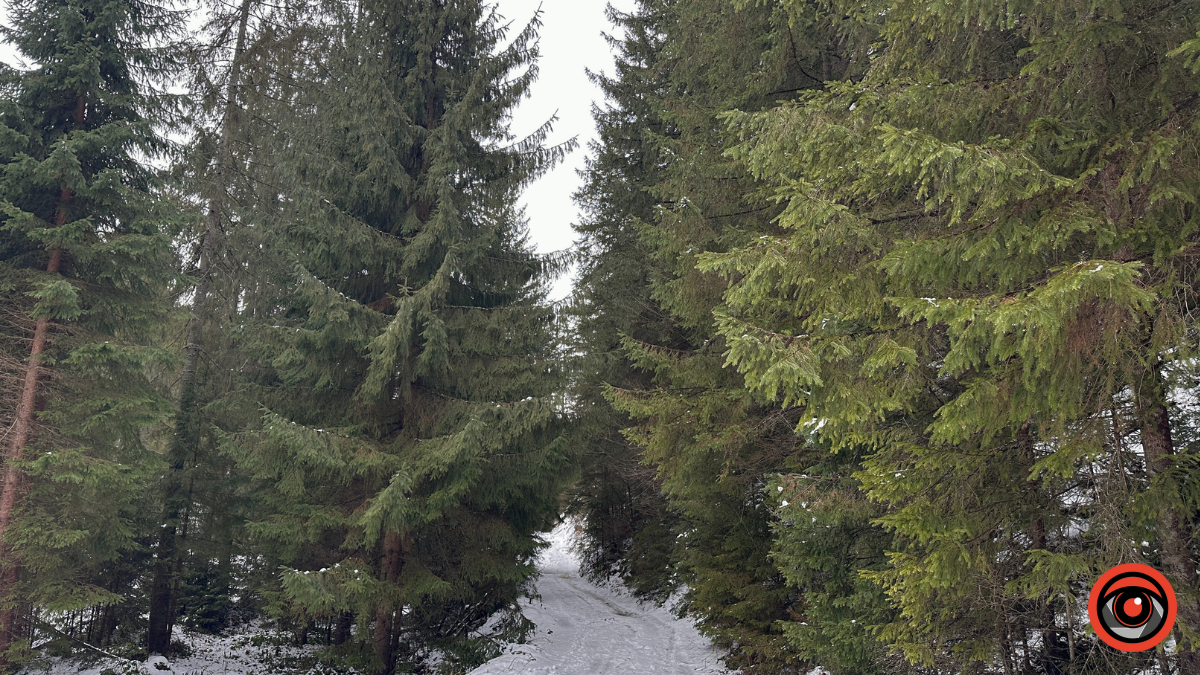 Казка зимового лісу: фоторепортаж з Карпат 6