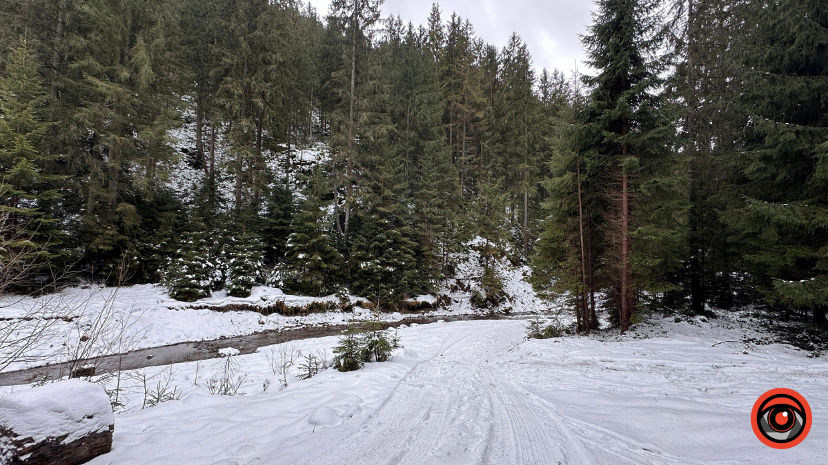Казка зимового лісу: фоторепортаж з Карпат 7