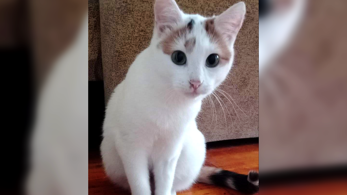 У пошуках дому: добірка пухнастиків 3