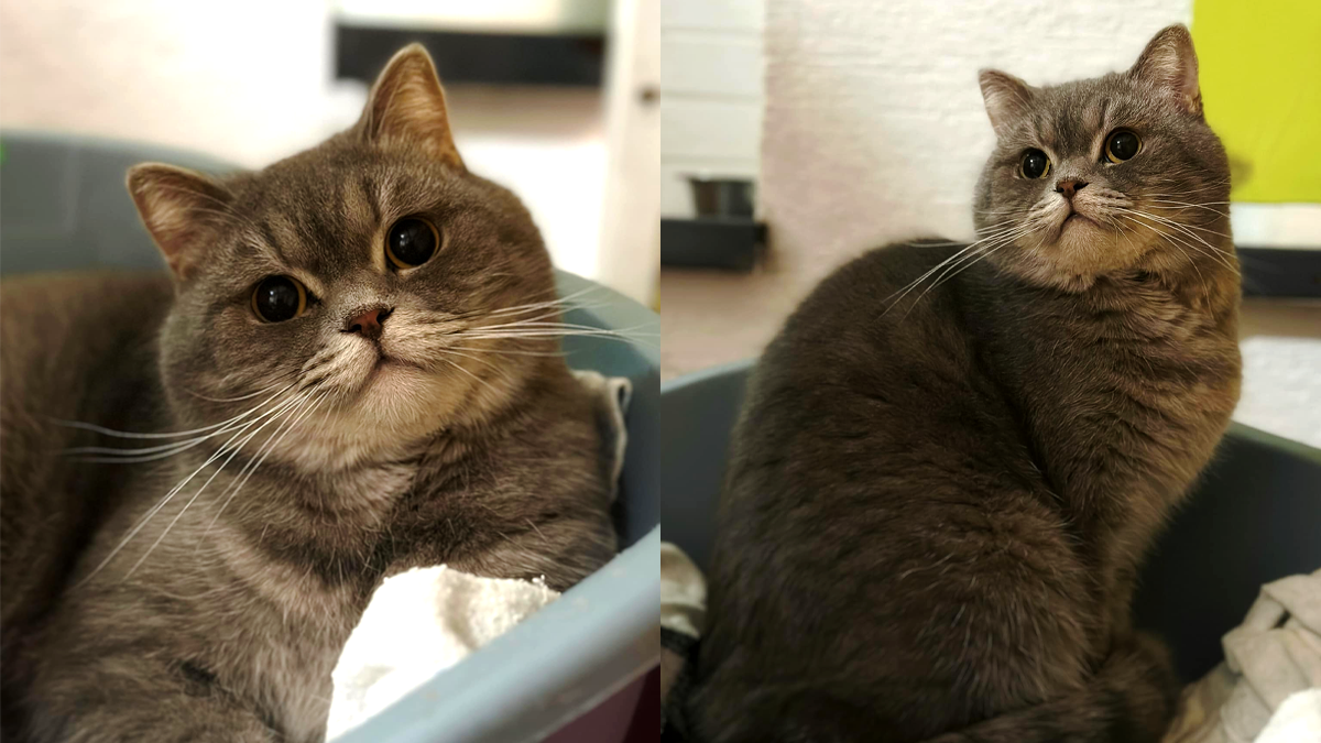 У пошуках дому: добірка пухнастиків 2