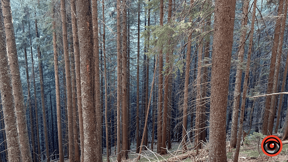 На Надвірнянщині незаконно передали понад 4 га землі у комунальну власність сільської ради