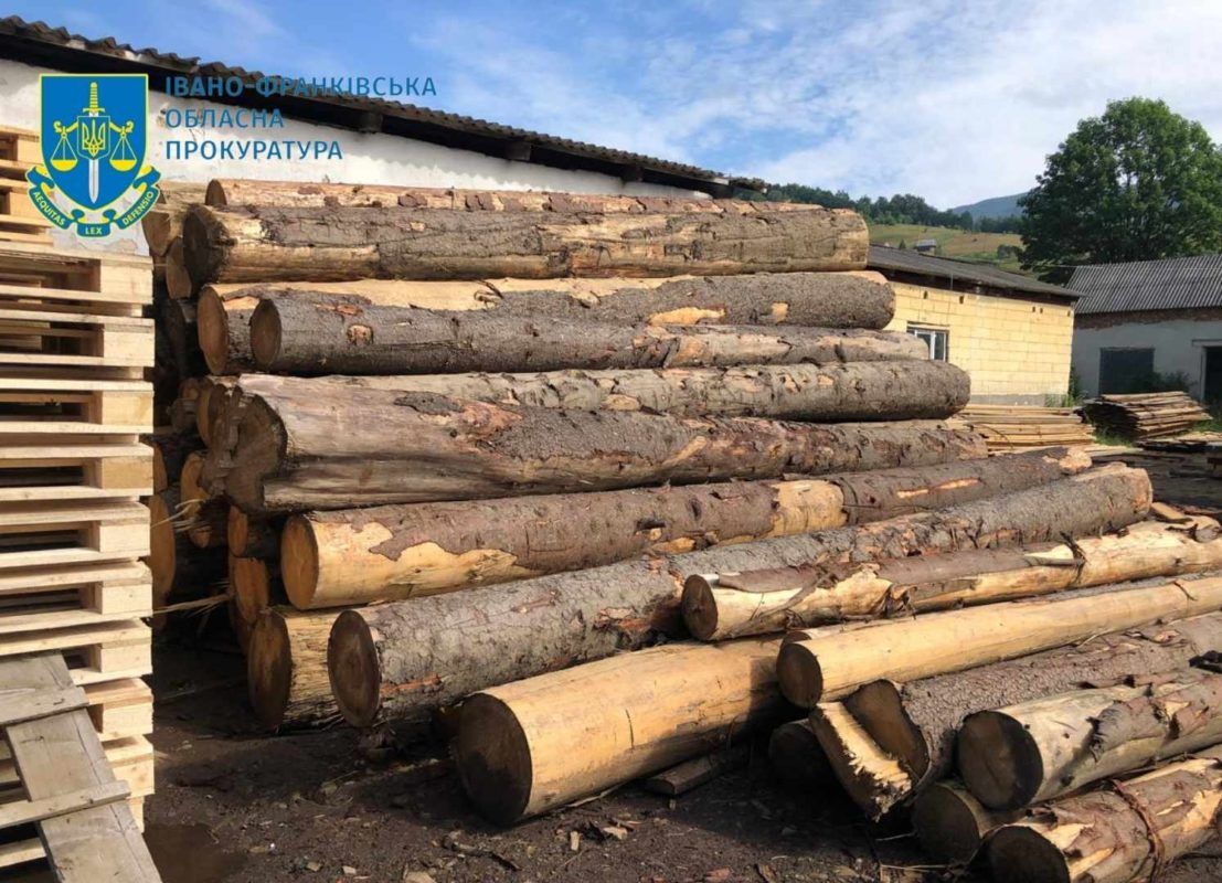 На Прикарпатті незаконно зрубали дерев на понад 250 млн грн 1