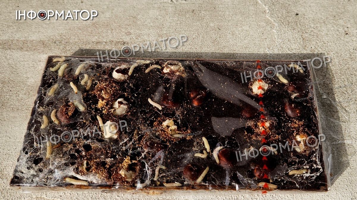Шоколад з хробаками придбав у Коломиї місцевий мешканець | ВІДЕО 1