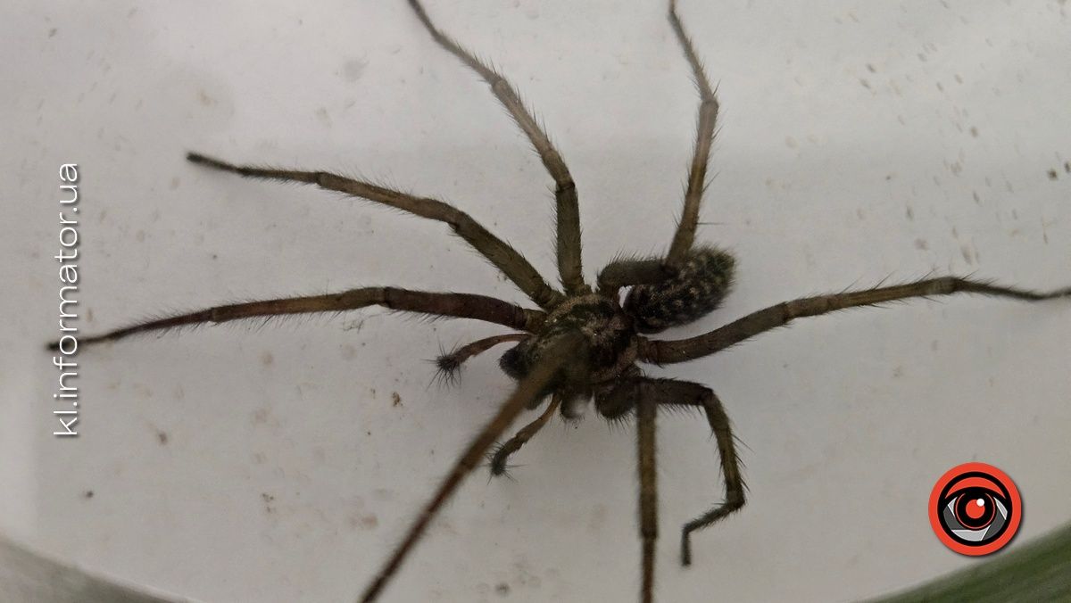 Не такий страшний павук-вовк, як... справжній вовк 1