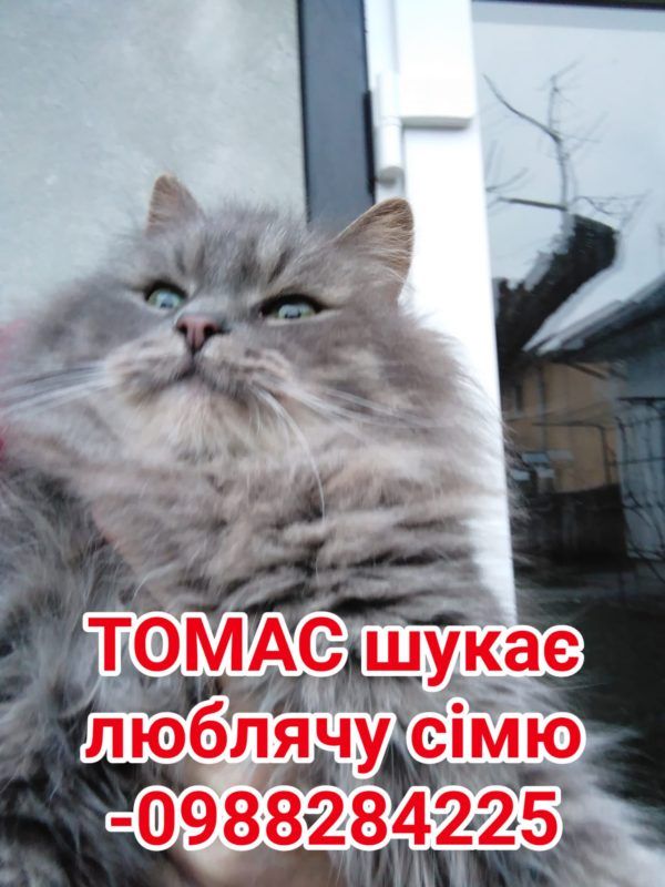 Коломийські пухнастики шукають новий дім 3