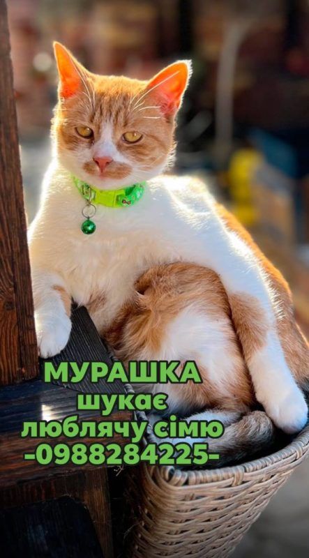 Пухнастики з Коломиї шукають нових господарів 2