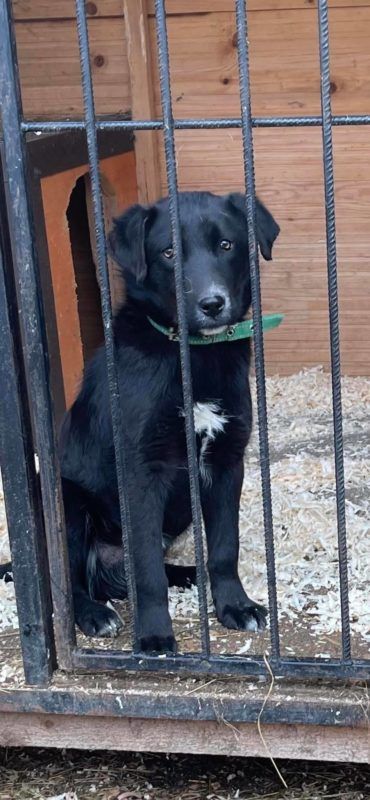 Чотирилапі з Коломиї шукають нових господарів 5