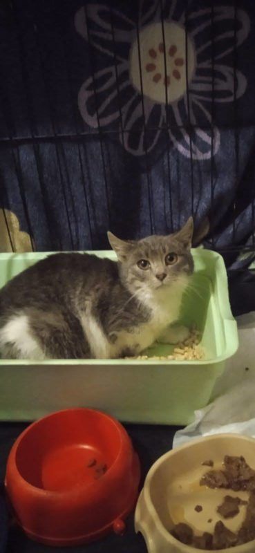 Чотирилапі з Коломиї шукають нових господарів 3