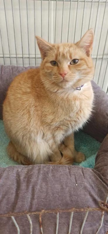 Чотирилапі з Коломиї шукають нових господарів 4