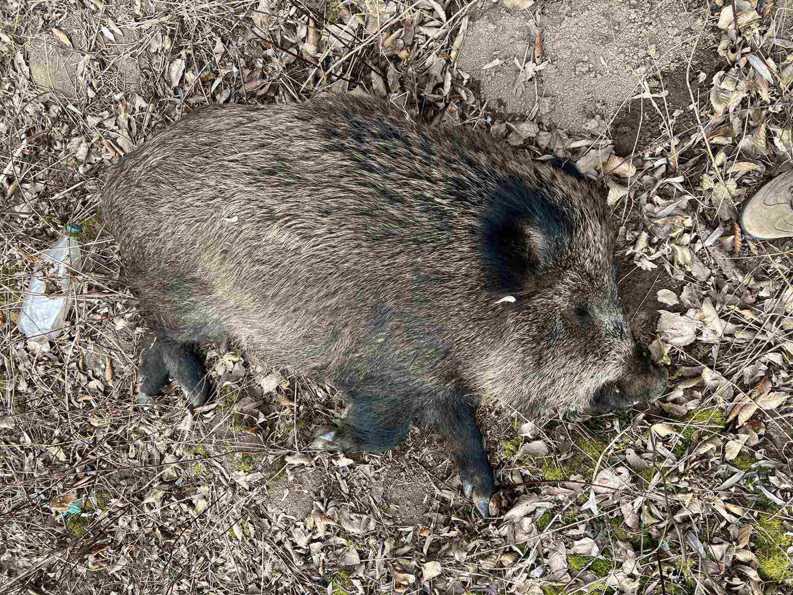 На Прикарпатті знову виявили африканську чуму свиней 1