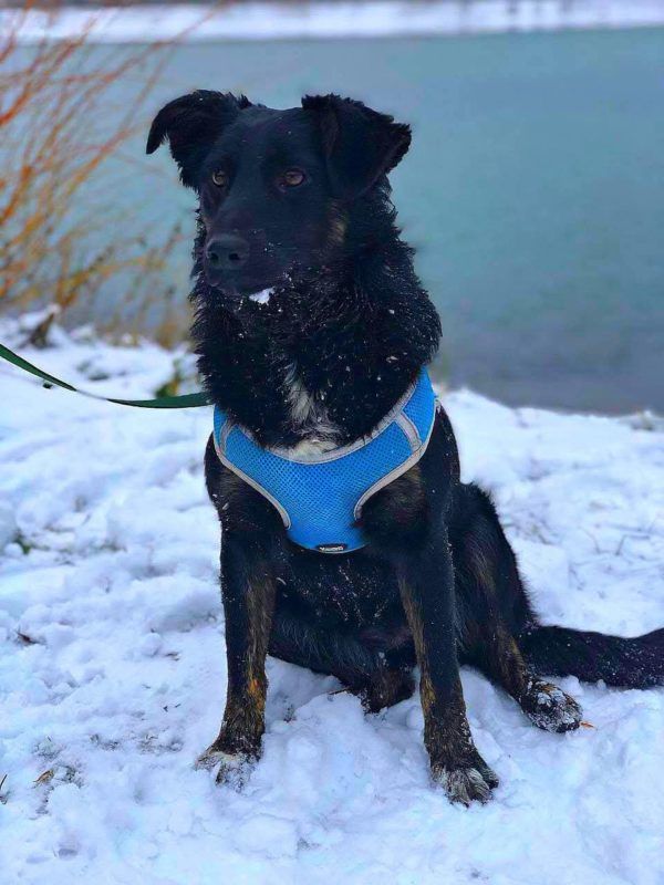 Чотирилапі з Коломиї шукають нових господарів 2