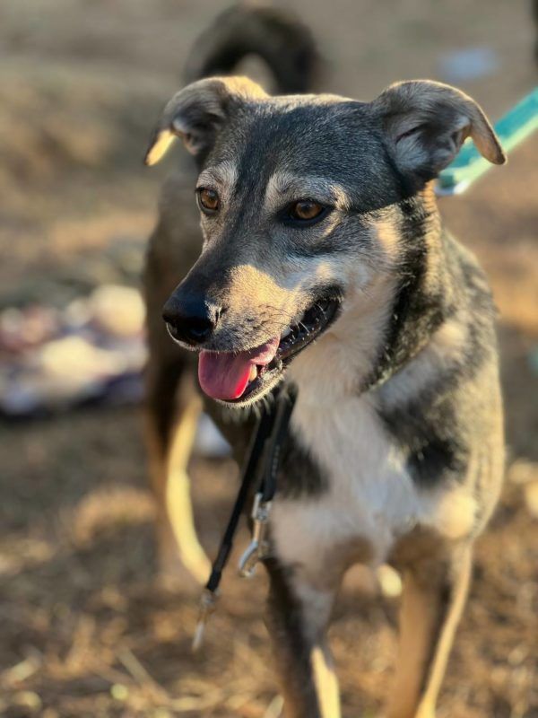 Чотирилапі з Коломиї шукають нових господарів 1