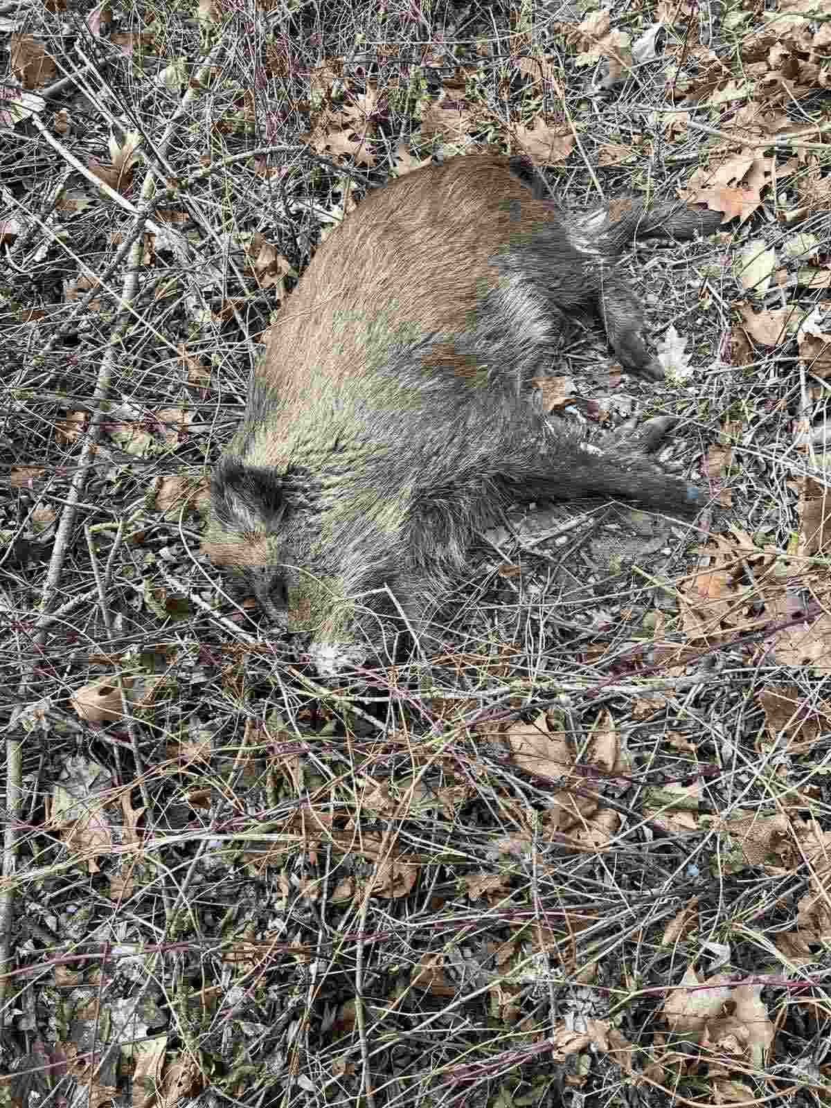 На Прикарпатті знову виявили африканську чуму свиней 2