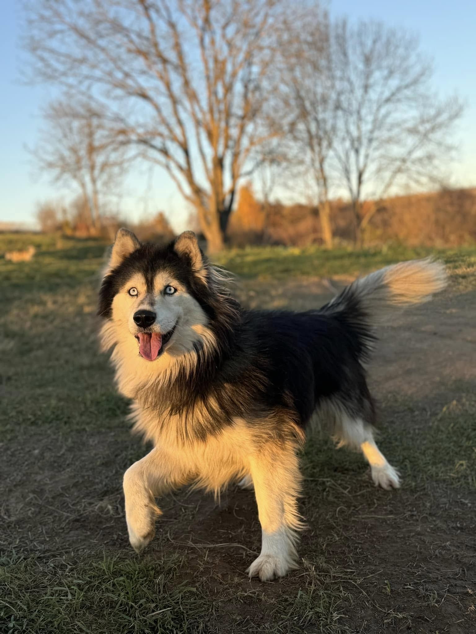 Пухнастики з Коломиї шукають нових господарів 5