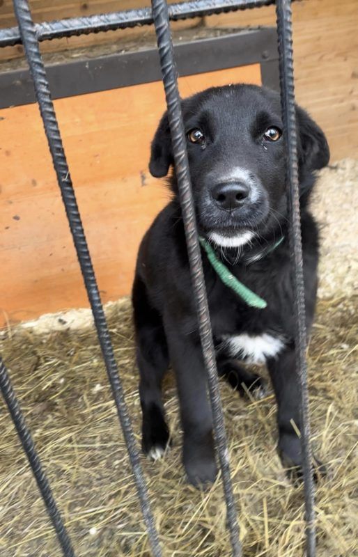 Пухнастики з Коломиї шукають нових господарів 4