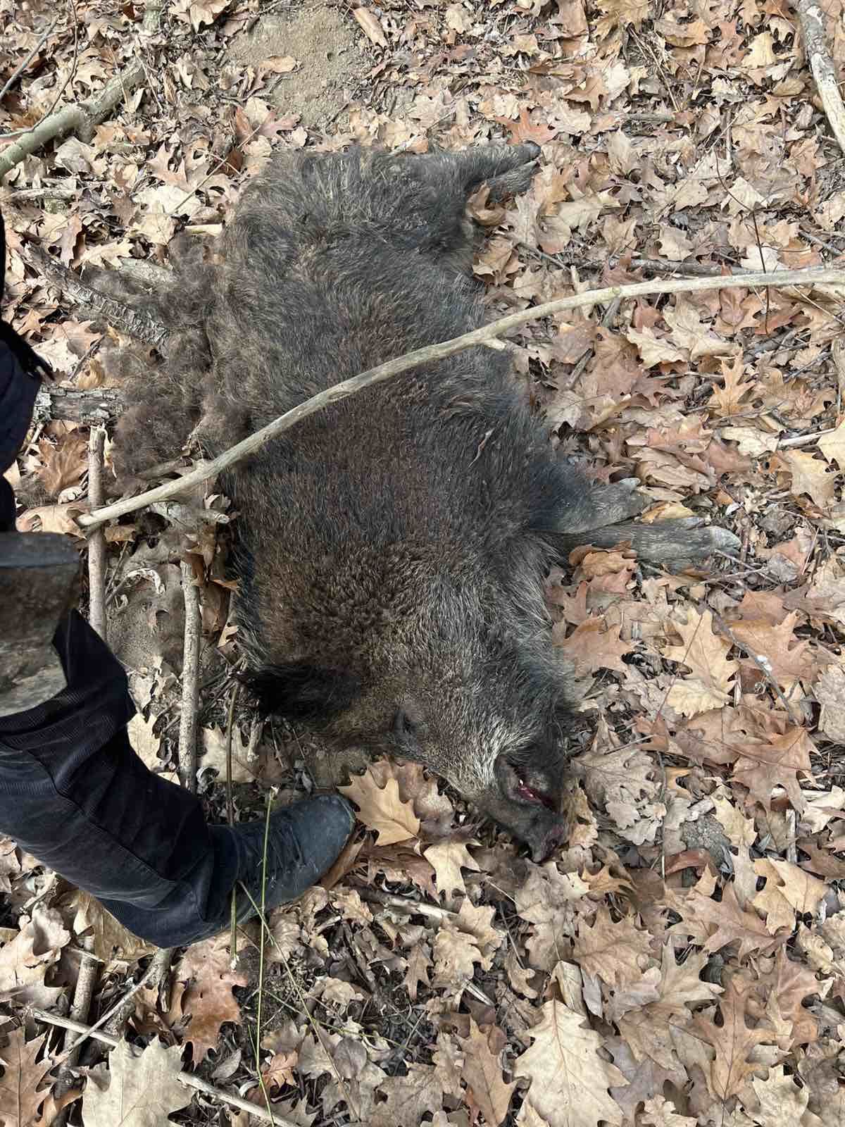 На Прикарпатті знову виявили африканську чуму свиней 3