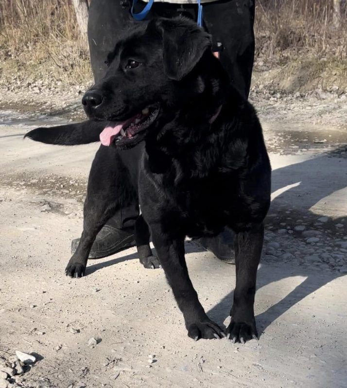 Пухнастики з Коломиї шукають нових господарів 3