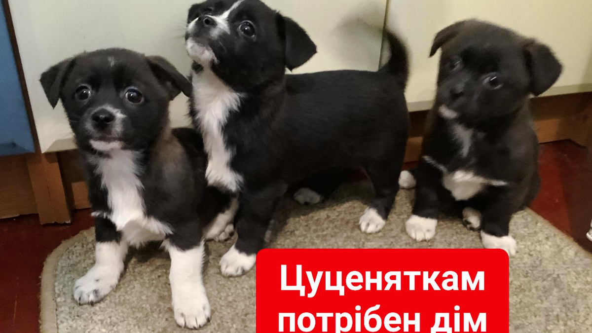 Пухнастики, які все ще шукають люблячу родину: добірка від Інформатора 3