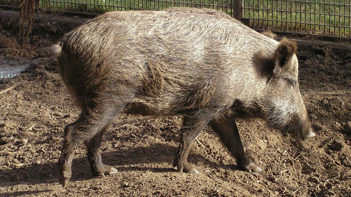 На Косівщині виявили африканську чуму в диких кабанів
