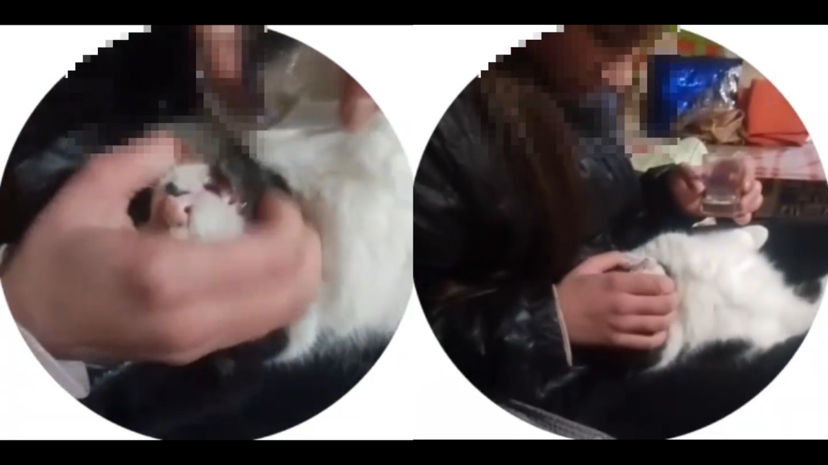 На Прикарпатті 13-річні підлітки знущалися з кота та знімали це на відео