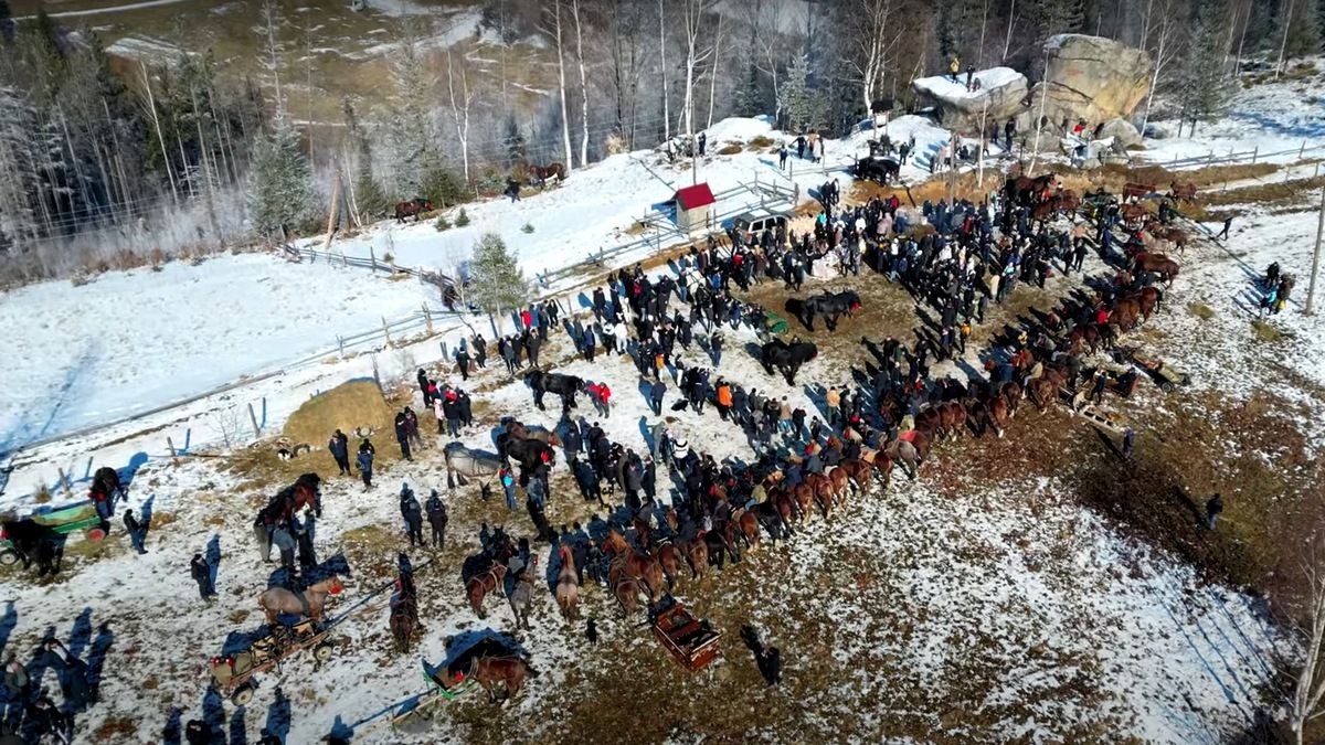 Сто красенів-коней представили на виставці фірмани Косівщини 1