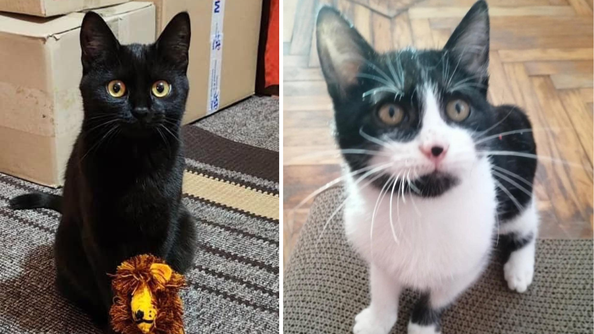 Чотирилапі з Коломиї шукають нових господарів 6