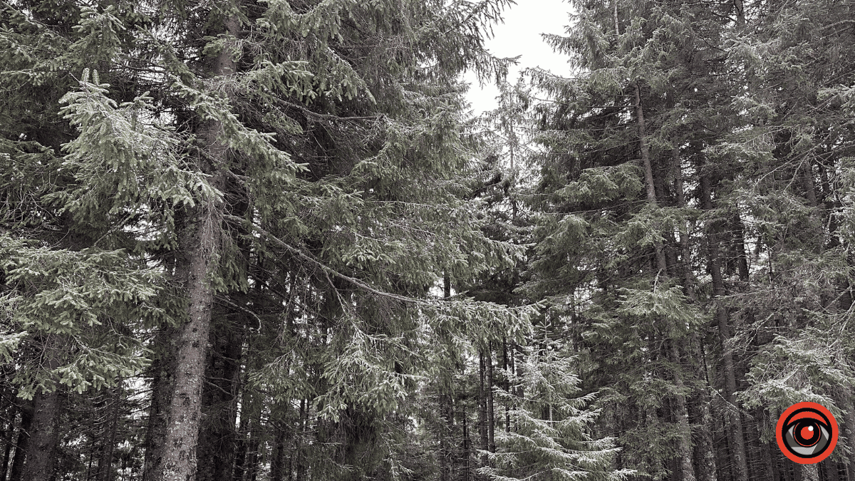 Прокуратура вимагає через суд узаконити 220 гектарів самосійних лісів на Коломийщині