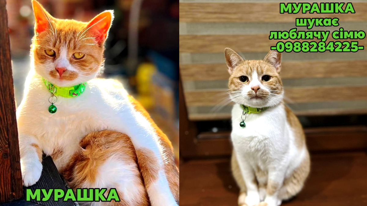 Пухнасті друзі в пошуках дому: подаруйте їм шанс на щасливе життя 1