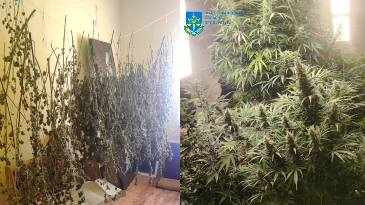 На Прикарпатті з чотирьох нарколабораторій вилучили більш ніж 25 кг канабісу, вартістю понад 16 млн грн 2
