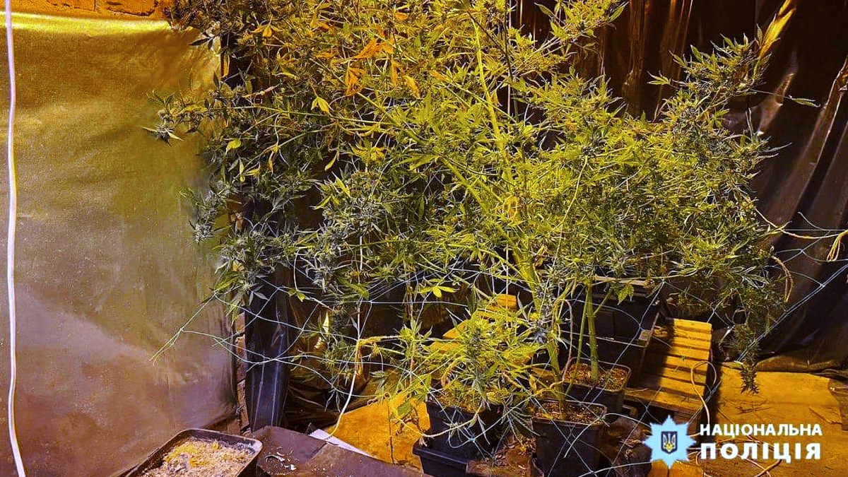 На Прикарпатті з чотирьох нарколабораторій вилучили більш ніж 25 кг канабісу, вартістю понад 16 млн грн 1
