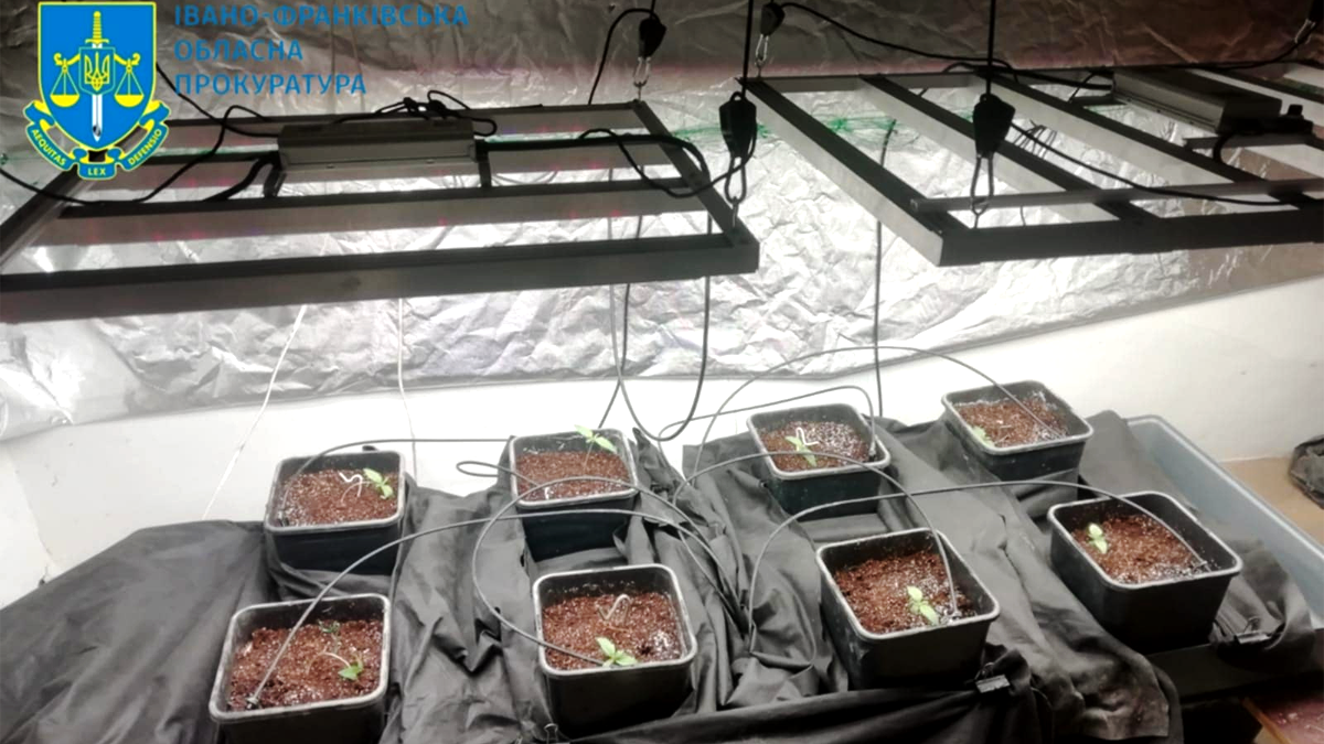 На Прикарпатті з чотирьох нарколабораторій вилучили більш ніж 25 кг канабісу, вартістю понад 16 млн грн 3