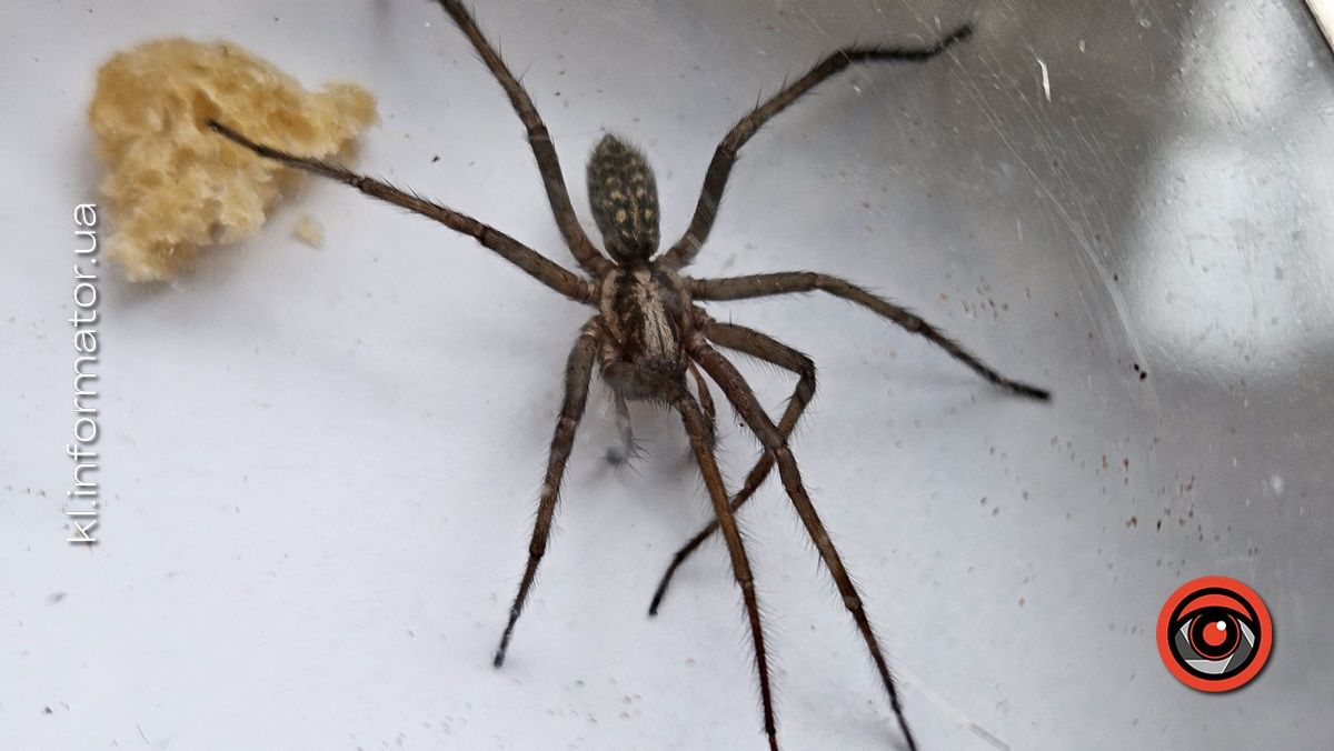 Не такий страшний павук-вовк, як... справжній вовк 2