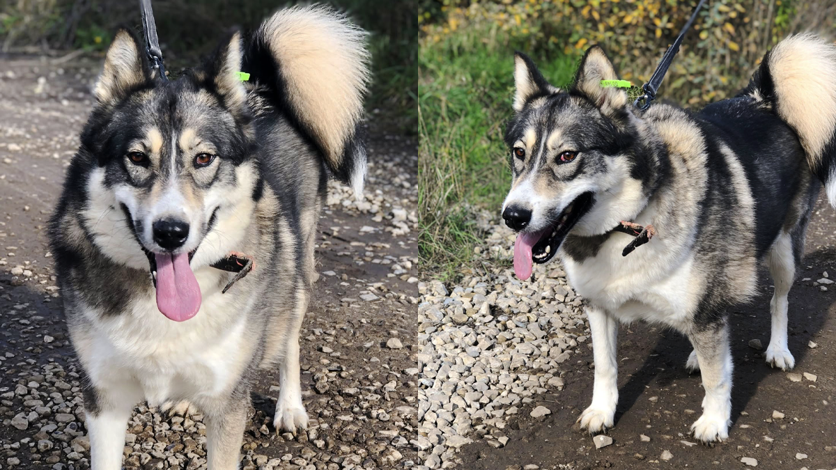 Пухнастики, які все ще шукають люблячу родину: добірка від Інформатора 5