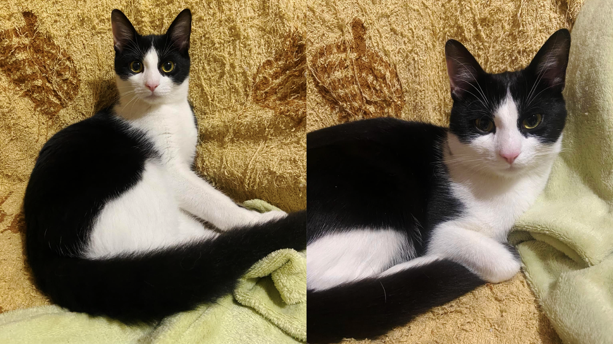 Пухнастики, які все ще шукають люблячу родину: добірка від Інформатора 1