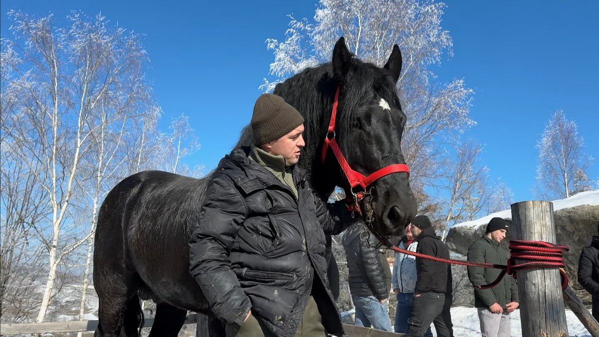 Сто красенів-коней представили на виставці фірмани Косівщини 2