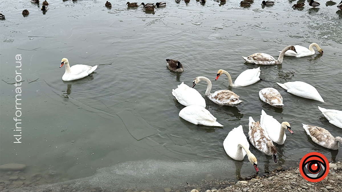 Морозний ранок на Шевченківському озері: фоторепортаж з Коломиї 6