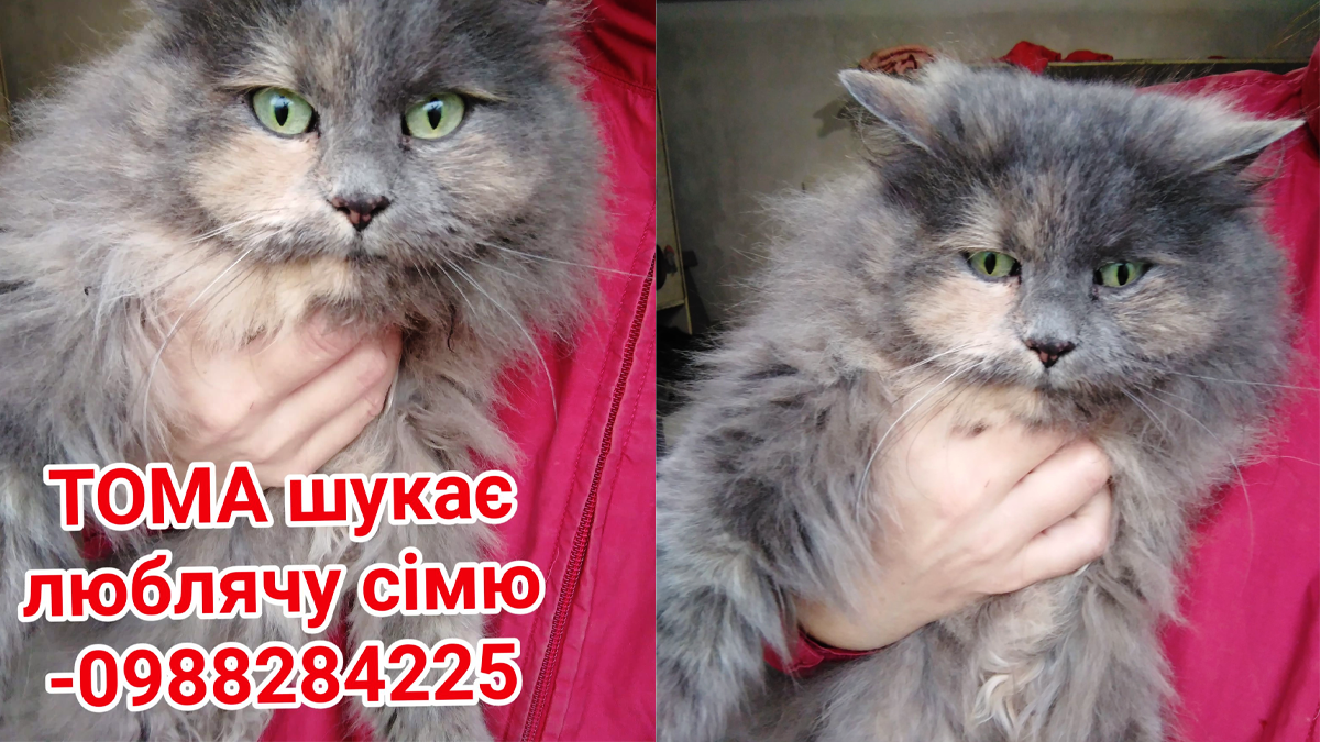 Пухнасті друзі в пошуках дому: подаруйте їм шанс на щасливе життя 3