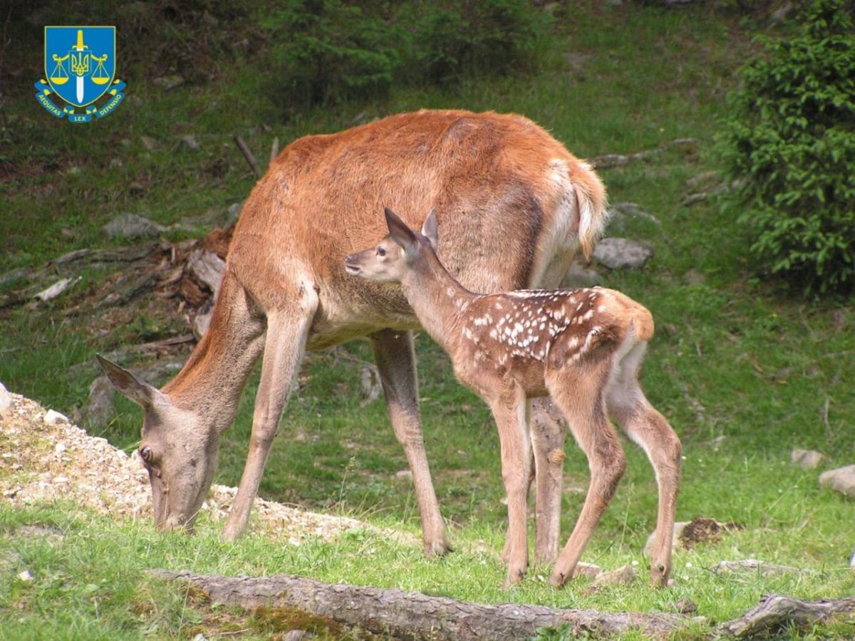 Понад 4 тис га землі Карпатського національного природного парку залишать у власності держави 3