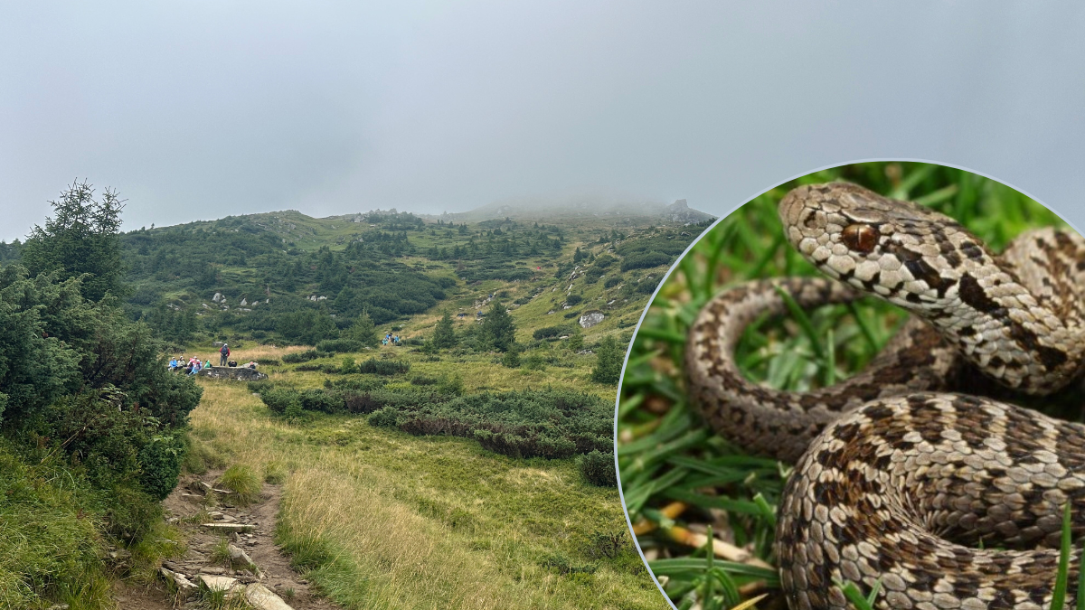 У 2024 році на Прикарпатті зареєстрували 30 випадків зміїних укусів