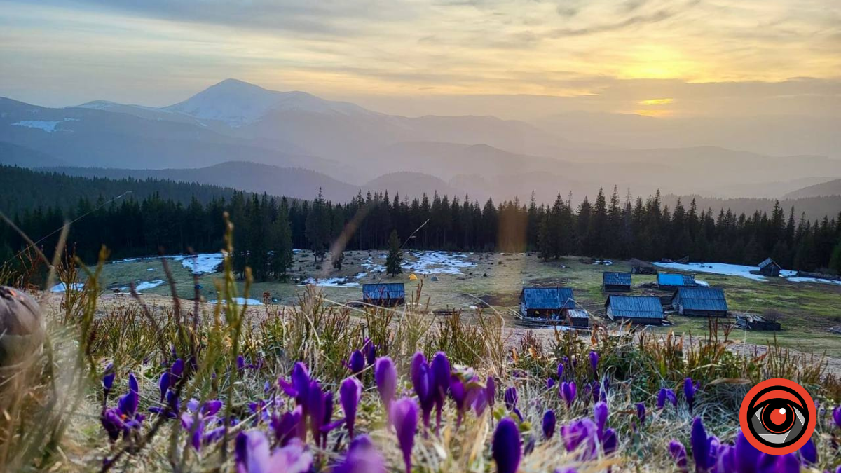 Весняна симфонія гір: добірка найкрасивіших локацій з крокусами в Карпатах
