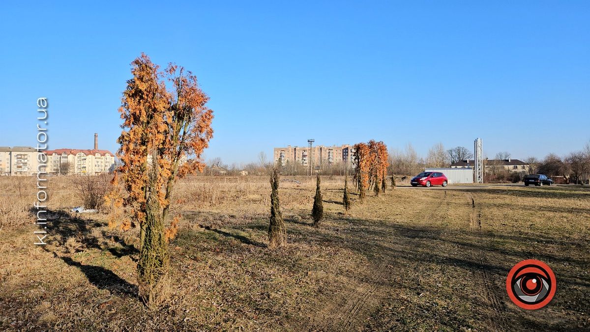 Невдала спроба: пересаджені від Писанки туї всі пропали 1