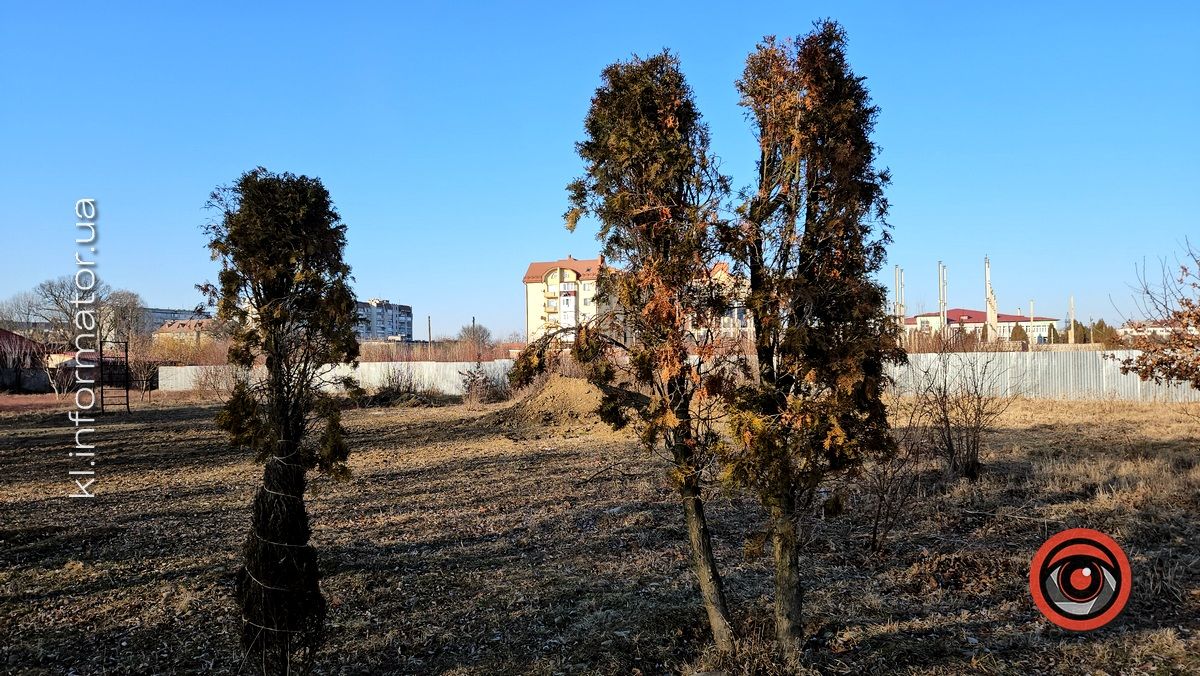 Невдала спроба: пересаджені від Писанки туї всі пропали 3