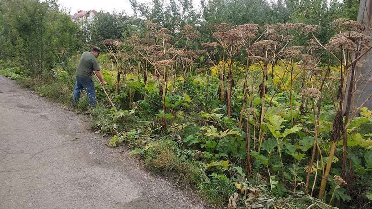 На фото – серпень 2019 року. Косар голіруч зрізає сухі стебла борщівника із сухими суцвіттями. Цим самим множить кількість цих живучих рослин на тисячу.