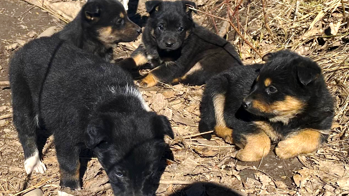 Пухнастики з Коломиї, які досі шукають свою родину 3