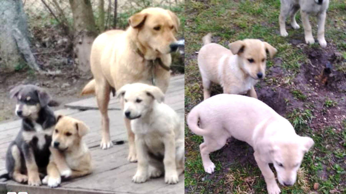 Пухнастики з Коломиї, які досі шукають свою родину 2