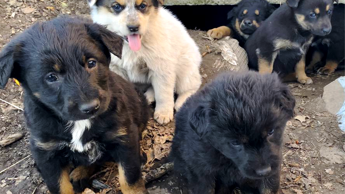 Вірні друзі: чотирилапі в пошуках дому в Коломиї 6