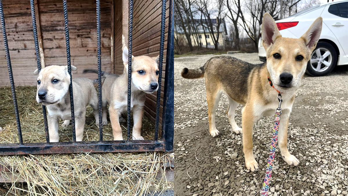 Пухнастики з Коломиї шукають нову родину 2